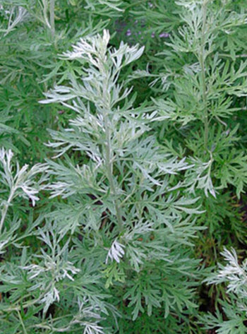 Artemisia absinthium