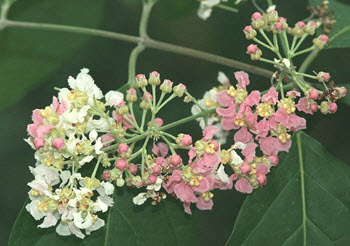 Banisteriopsis caapi