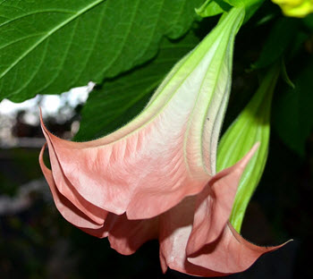 Brugmansia