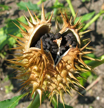 Datura stramonium seeds