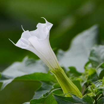 Datura stramonium