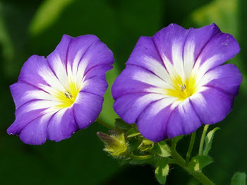 Ipomoea tricolor