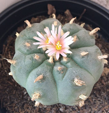 Peyote