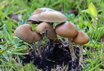 Psilocybe