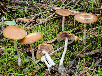 Psilocybe