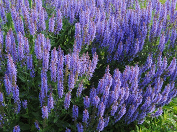 Salvia divinorum flowers