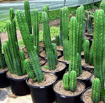 Trichocereus pachanoi