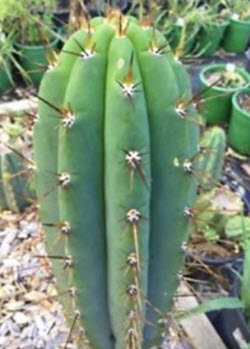 Trichocereus pachanoi