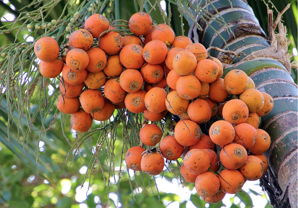 betel nuts